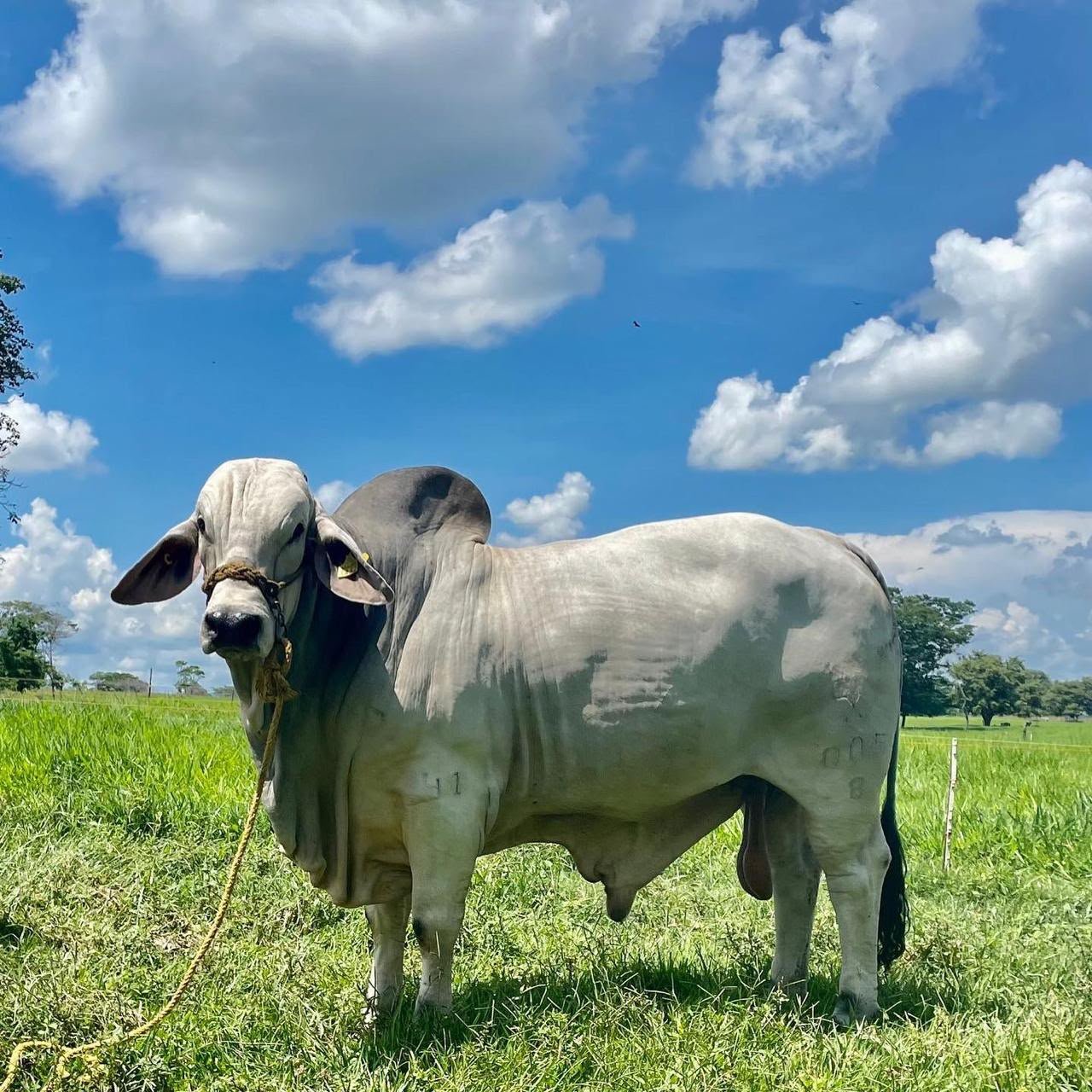 Brahman