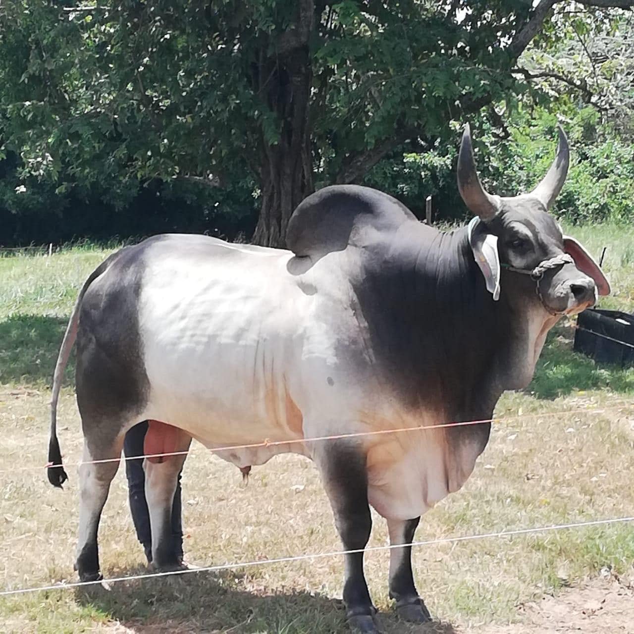 Ganado Cebú en Rancho La Victoria CX