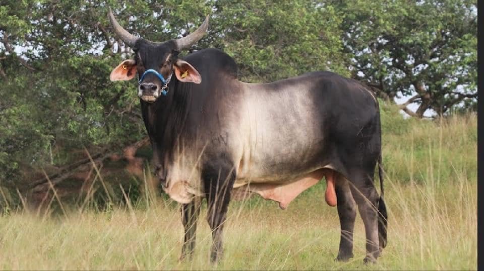 Ganado Cebú en Rancho La Victoria CX