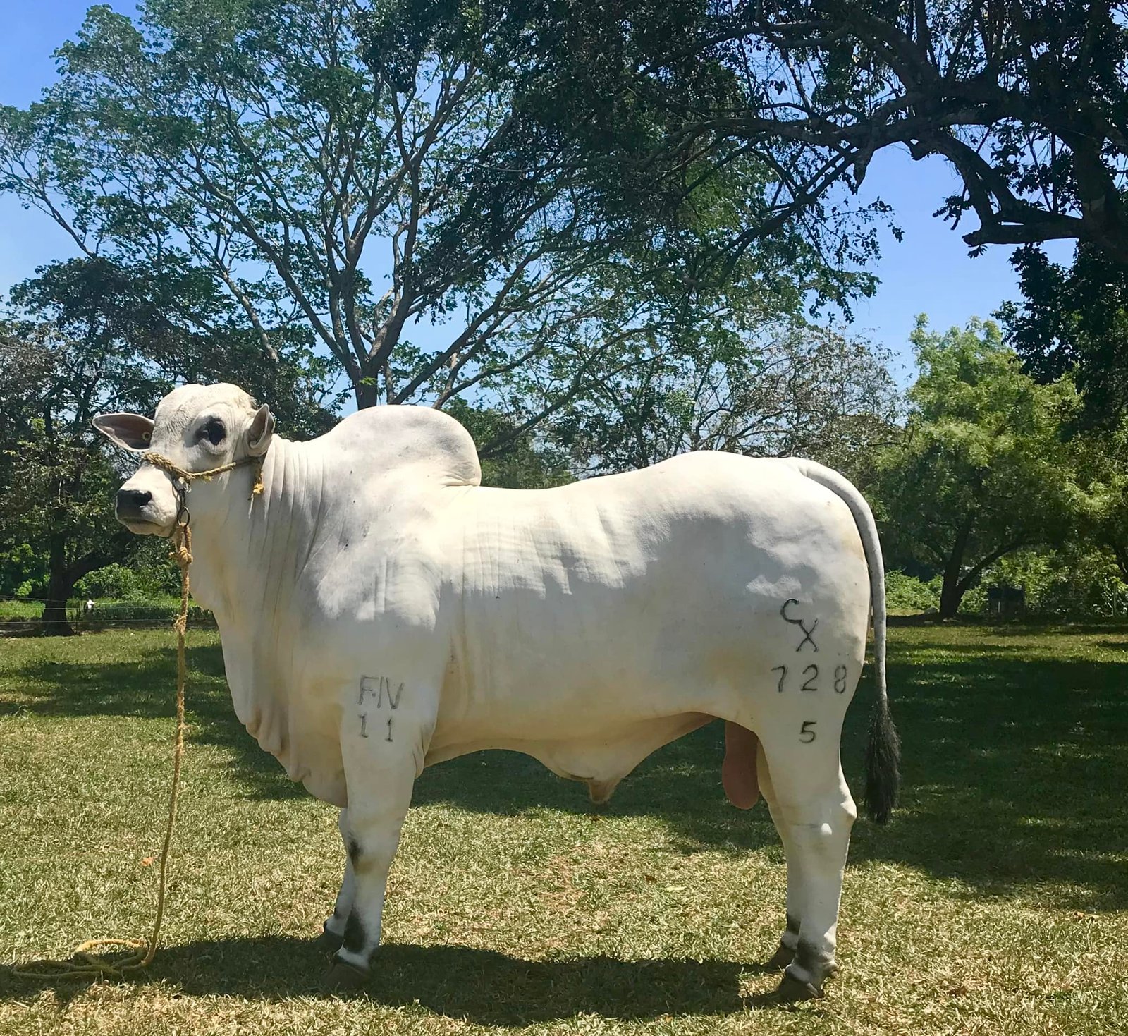 Ganado Cebú en Rancho La Victoria CX